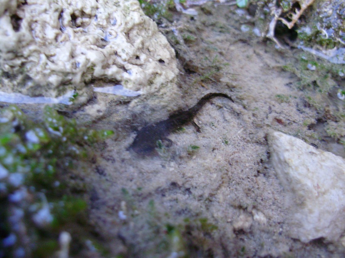 Popolazione di S. salamandra molto numerosa